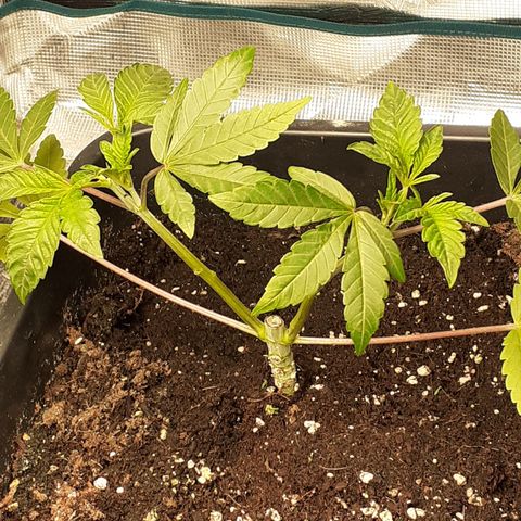 Gorilla Girl Fv growlog timeline photo