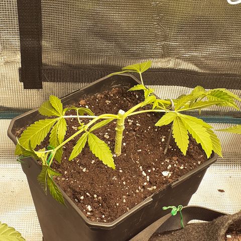 Gorilla Girl Fv growlog timeline photo