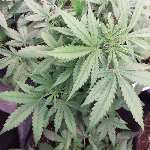 Bruce Banner Auto  growlog timeline photo