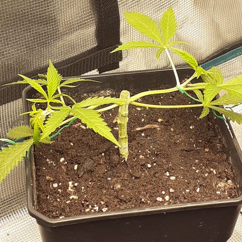 Gorilla Girl Fv growlog timeline photo