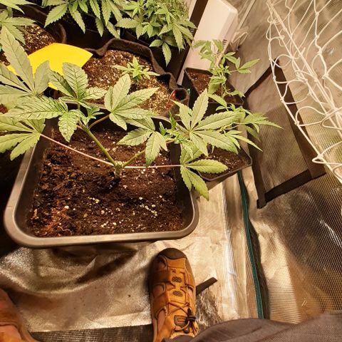 Gorilla Girl Fv growlog timeline photo