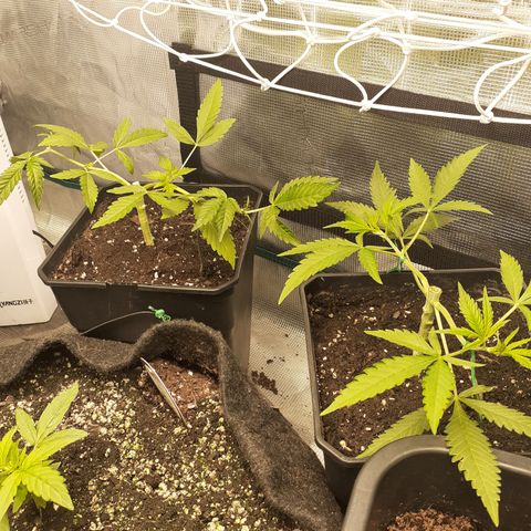 Gorilla Girl Fv growlog timeline photo