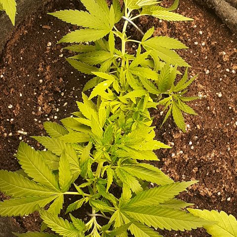 Pakistan Valley  growlog timeline photo
