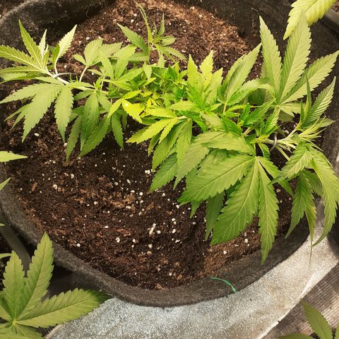 Pakistan Valley  growlog timeline photo