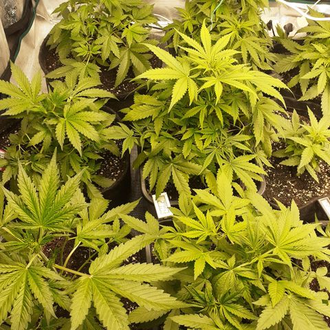 Bruce Banner Auto  growlog timeline photo