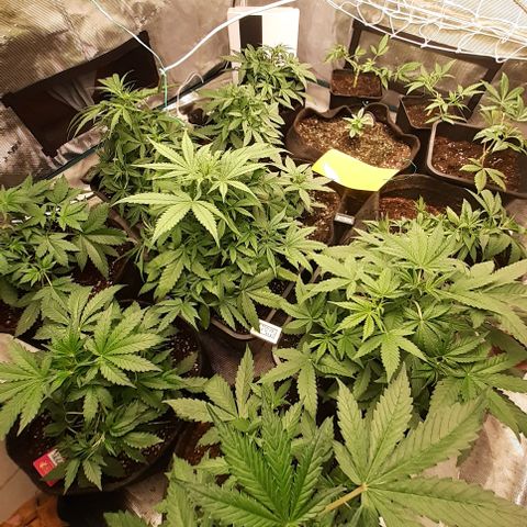 Bruce Banner Auto  growlog timeline photo