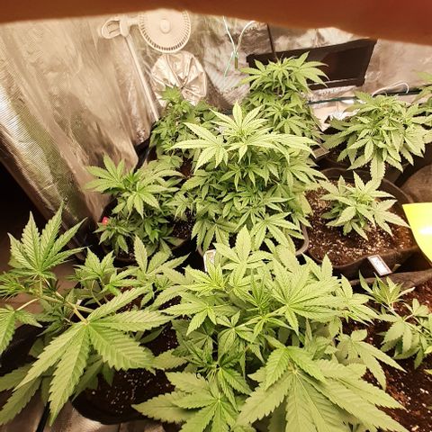Bruce Banner Auto  growlog timeline photo