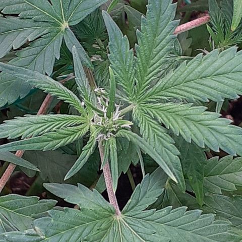 Bruce Banner Auto  growlog timeline photo