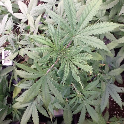 Bruce Banner Auto  growlog timeline photo