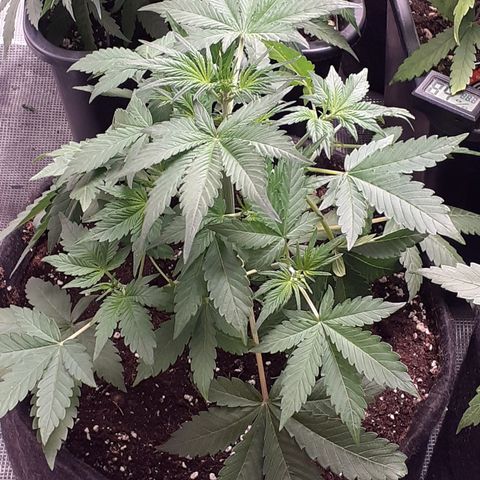 Red Critical Auto  growlog timeline photo