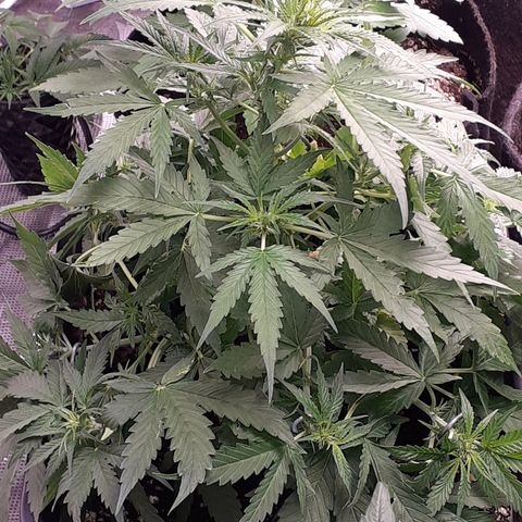 Red Critical Auto  growlog timeline photo