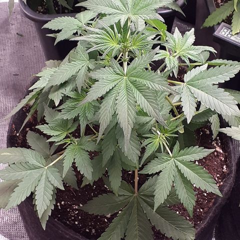Bruce Banner Auto  growlog timeline photo