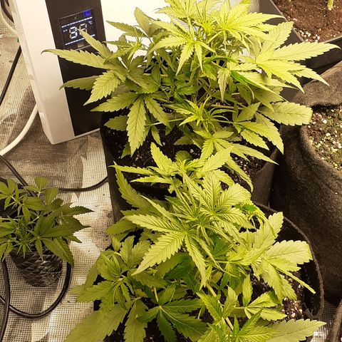 Gorilla Glue Auto  growlog timeline photo