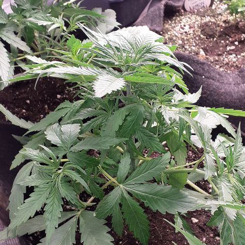 Gorilla Glue Auto  growlog timeline photo