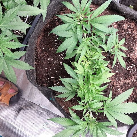 Pakistan Valley  growlog timeline photo