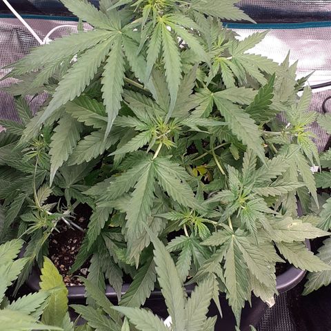 Lemon Kush Auto  growlog timeline photo