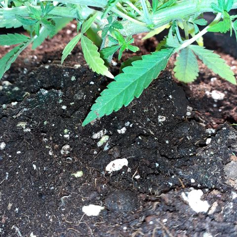 Pakistan Valley  growlog timeline photo
