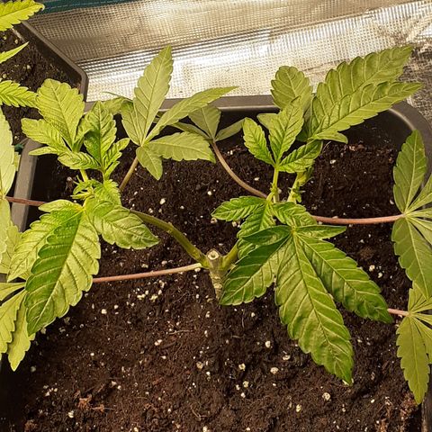 Gorilla Girl Fv growlog timeline photo