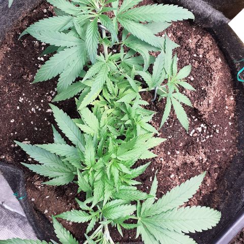 Pakistan Valley  growlog timeline photo