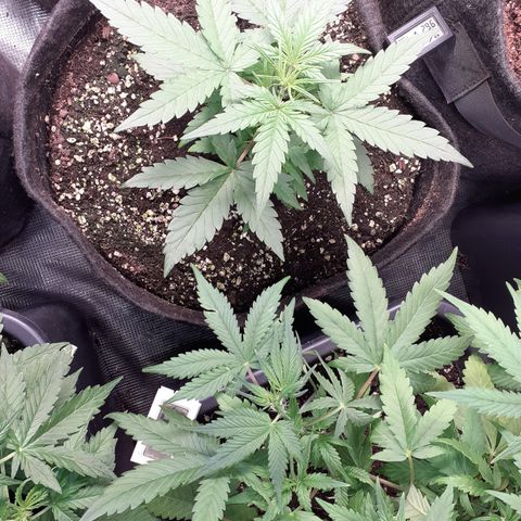 Gorilla Glue Auto  growlog timeline photo