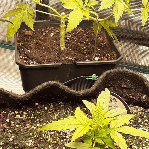 Gorilla Girl Fv growlog timeline photo
