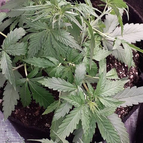 Gorilla Glue Auto  growlog timeline photo