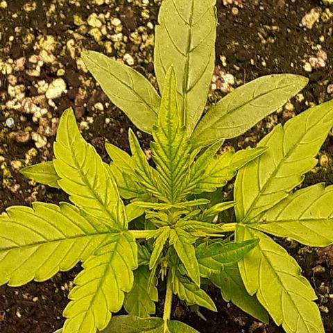 Lemon Kush Auto  growlog timeline photo