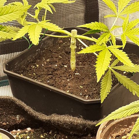Gorilla Girl Fv growlog timeline photo