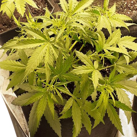 Gorilla Glue Auto  growlog timeline photo