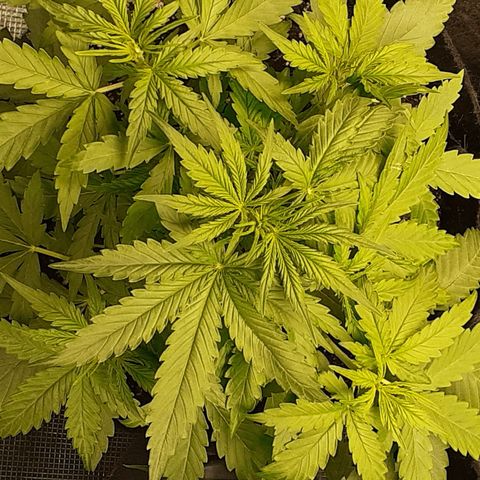 Gorilla Glue Auto  growlog timeline photo