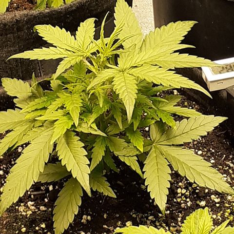 Gorilla Glue Auto  growlog timeline photo
