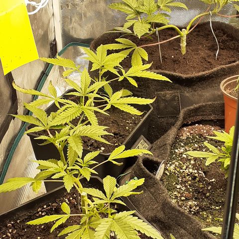Gorilla Girl Fv growlog timeline photo