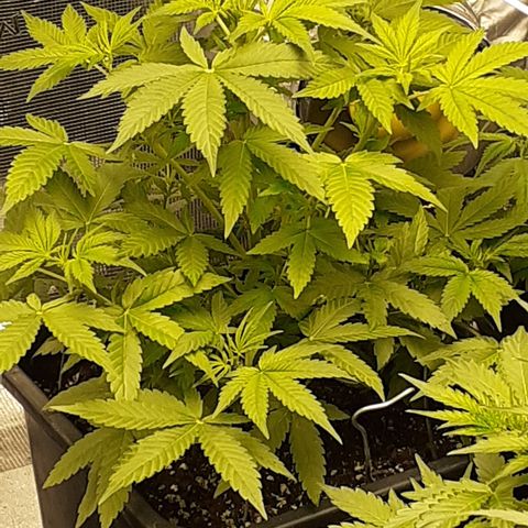 Bruce Banner Auto  growlog timeline photo