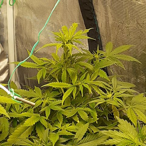 Bruce Banner Auto  growlog timeline photo