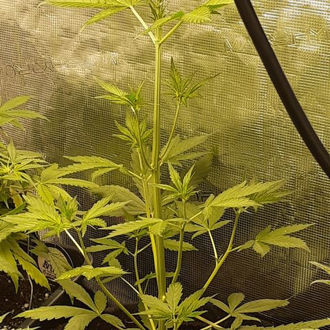 Red Critical Auto  growlog timeline photo