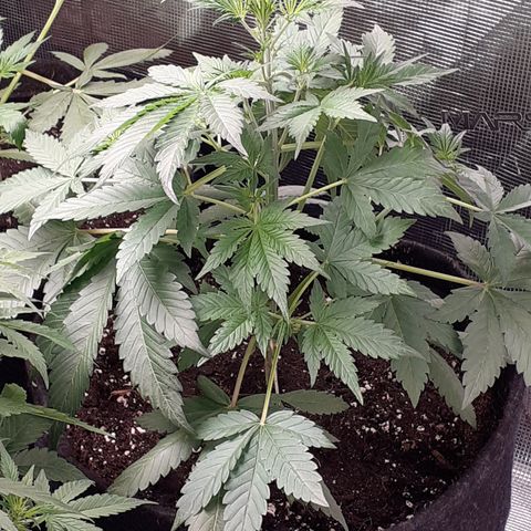 Red Critical Auto  growlog timeline photo