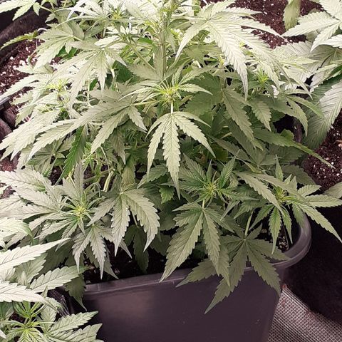 Lemon Kush Auto  growlog timeline photo