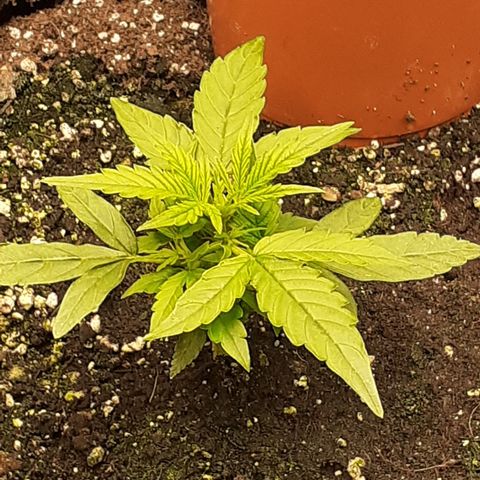 Lemon Kush Auto  growlog timeline photo