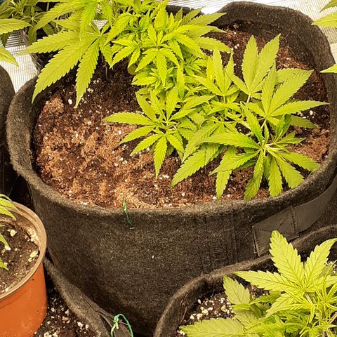 Pakistan Valley  growlog timeline photo