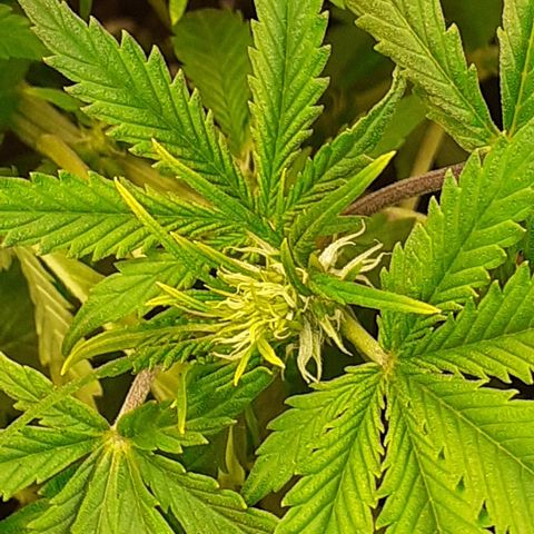 Bruce Banner Auto  growlog timeline photo