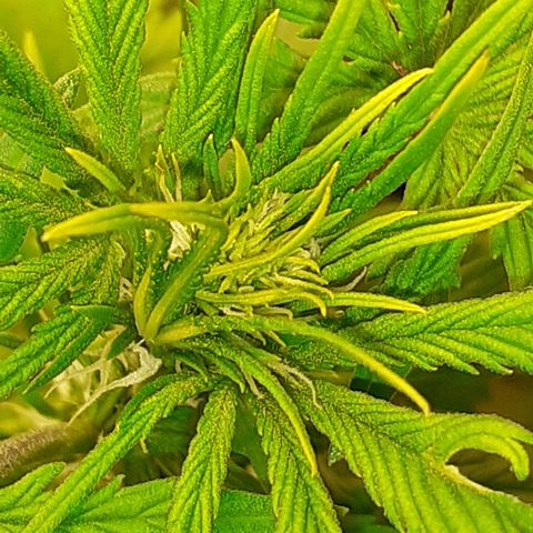 Bruce Banner Auto  growlog timeline photo