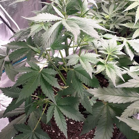 Red Critical Auto  growlog timeline photo