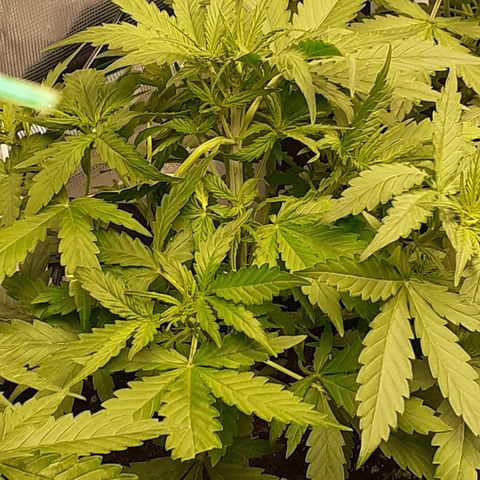Gorilla Glue Auto  growlog timeline photo