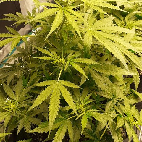 Bruce Banner Auto  growlog timeline photo