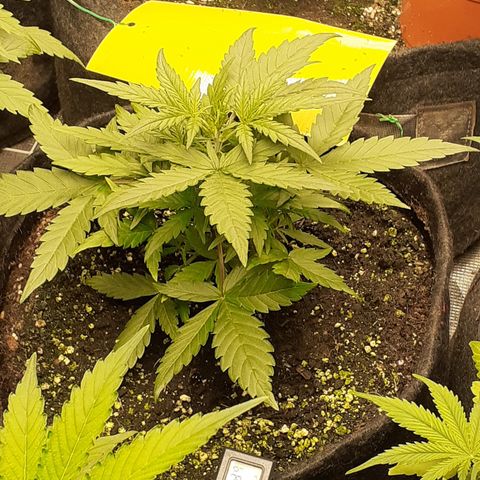 Gorilla Glue Auto  growlog timeline photo