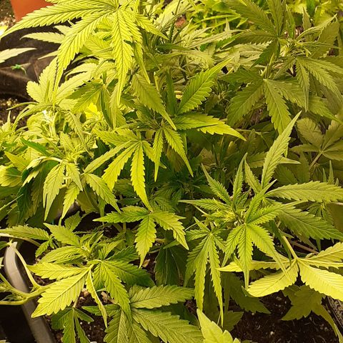 Bruce Banner Auto  growlog timeline photo