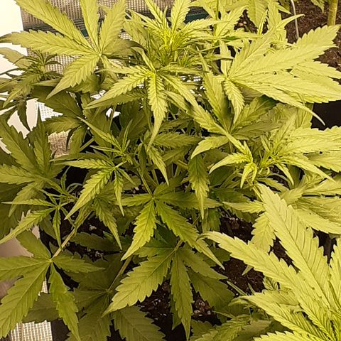 Gorilla Glue Auto  growlog timeline photo