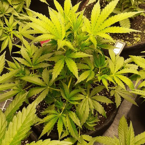 Purple punch Auto  growlog timeline photo