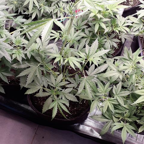 Red Critical Auto  growlog timeline photo