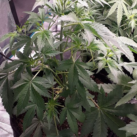 Red Critical Auto  growlog timeline photo